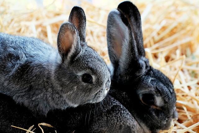 fibra en la dieta de conejos rabbits, child, rabbit, cuddle, nature, spring