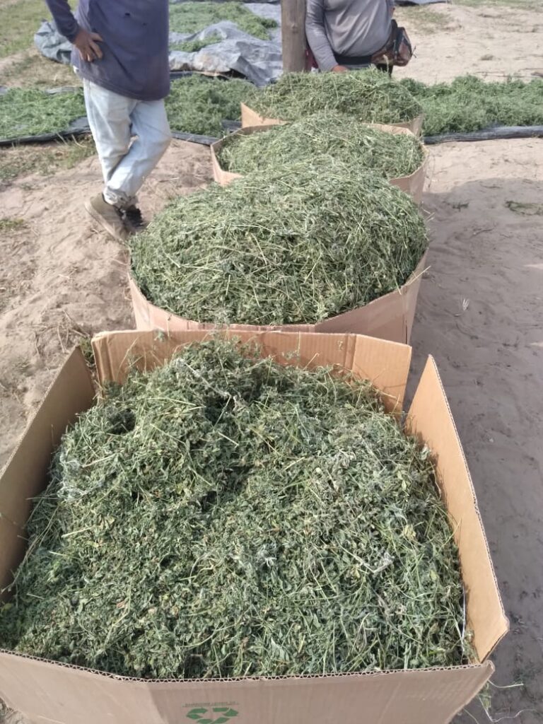 el proceso de empacado de la la alfalfa